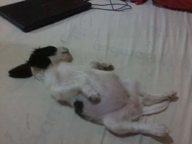 Cachorro ra a SRD idade 2 a 6 meses nome KIKA