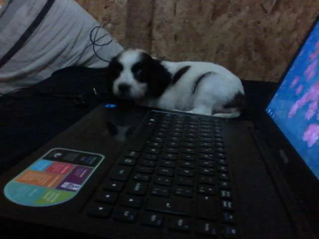 Cachorro ra a SRD idade 2 a 6 meses nome KIKA