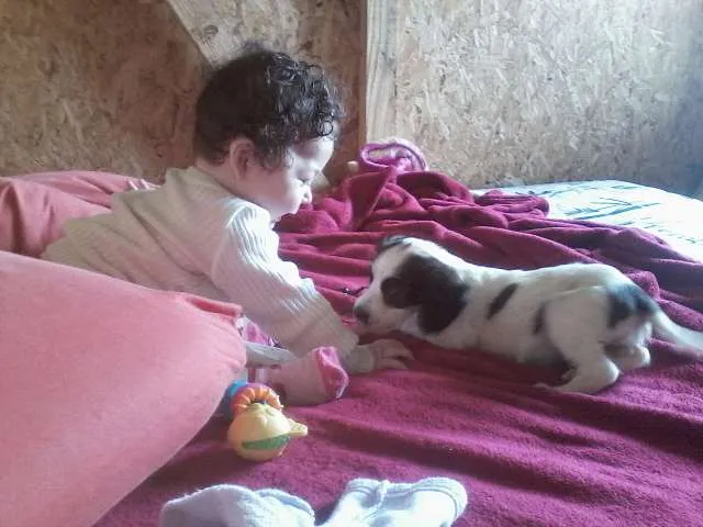 Cachorro ra a SRD idade 2 a 6 meses nome KIKA