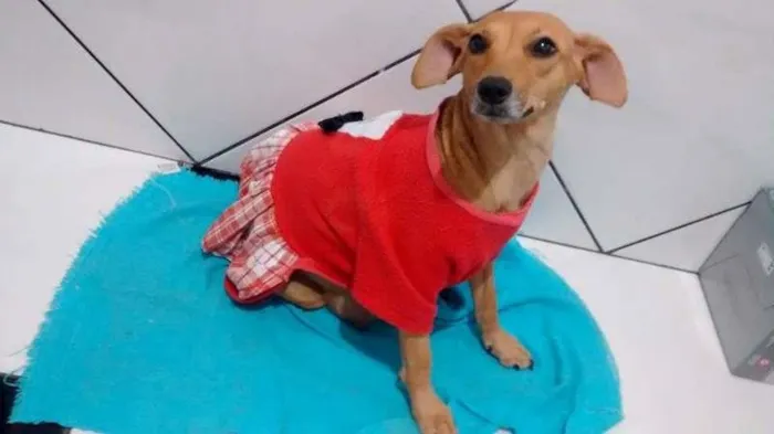 Cachorro raça SRD idade 3 anos nome Neguinha