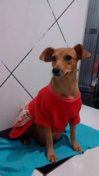 Cachorro raça SRD idade 3 anos nome Neguinha