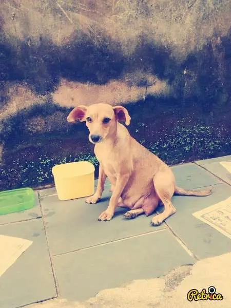 Cachorro raça SRD idade 3 anos nome Neguinha