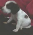 KIKA