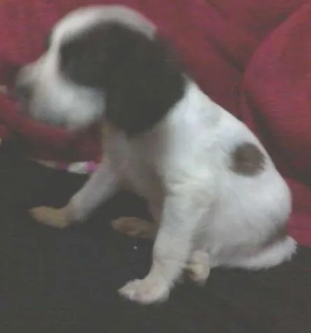 Cachorro ra a SRD idade 2 a 6 meses nome KIKA