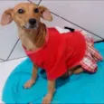 Neguinha