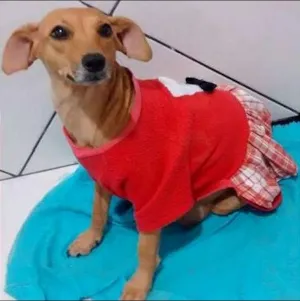 Cachorro raça SRD idade 3 anos nome Neguinha