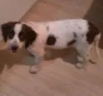 KIKA