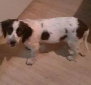 Cachorro raça SRD idade 2 a 6 meses nome KIKA