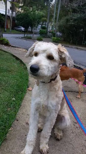Cachorro ra a SRD com Poodle idade 7 a 11 meses nome Max