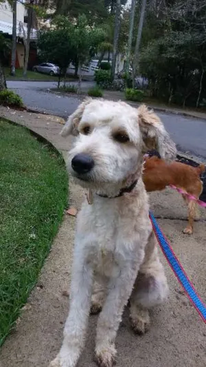 Cachorro raça SRD com Poodle idade 7 a 11 meses nome Max