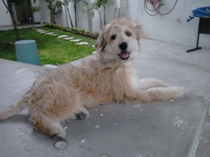 Cachorro ra a SRD com Poodle idade 7 a 11 meses nome Max