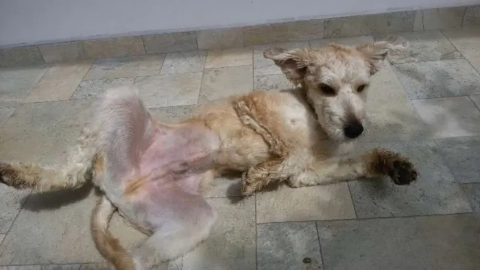 Cachorro ra a SRD com Poodle idade 7 a 11 meses nome Max