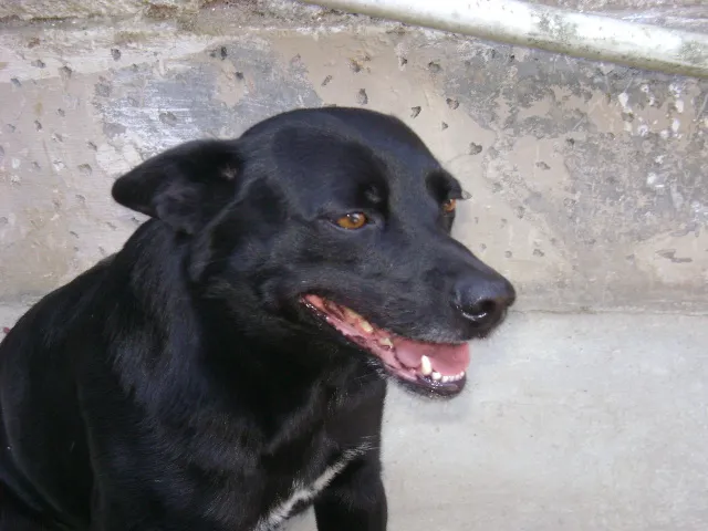Cachorro ra a SRD idade 2 anos nome Pretinho