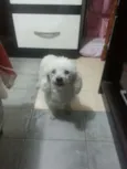 baby