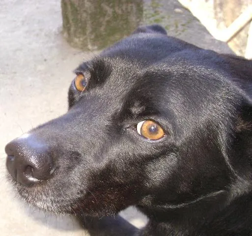 Cachorro ra a SRD idade 2 anos nome Pretinho