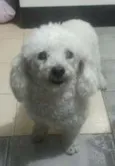 baby