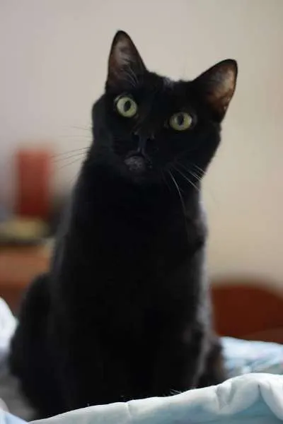 Gato ra a SRD idade 3 anos nome Bananinha