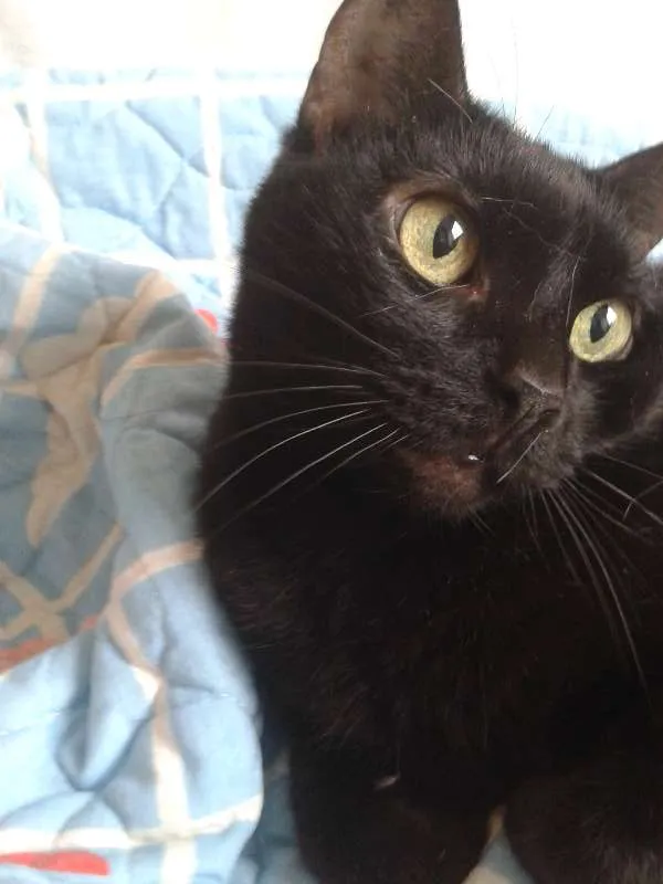 Gato ra a SRD idade 3 anos nome Bananinha