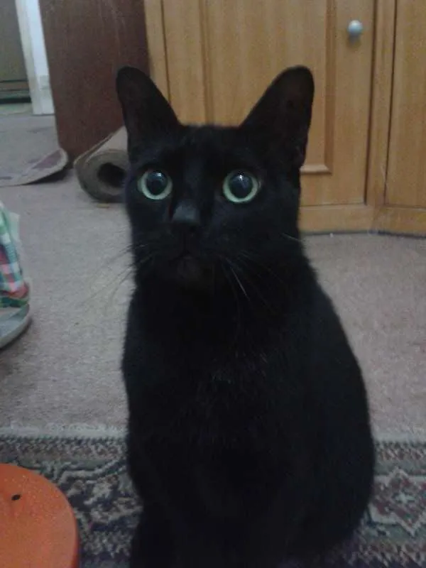 Gato ra a SRD idade 3 anos nome Bananinha