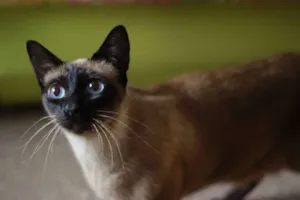 Gato raça SRD idade 2 anos nome Alicinha