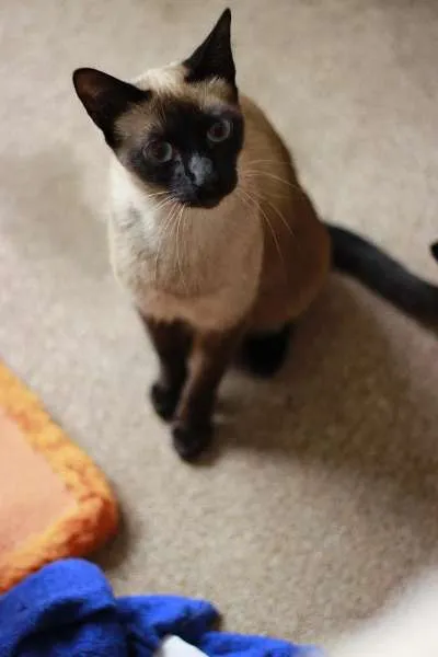 Gato ra a SRD idade 2 anos nome Alicinha