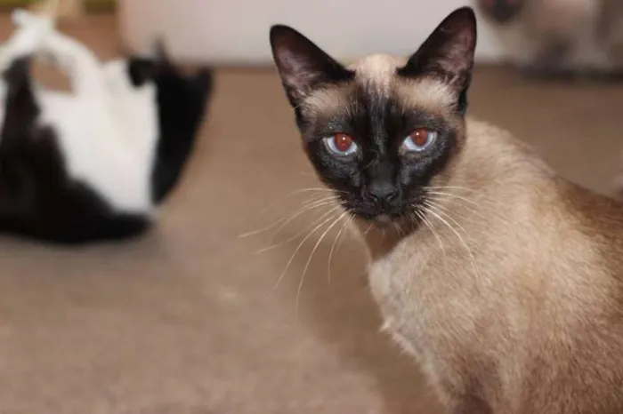 Gato ra a SRD idade 2 anos nome Alicinha