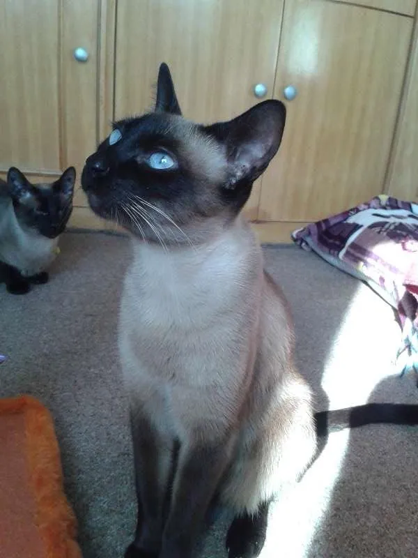 Gato ra a SRD idade 2 anos nome Alicinha