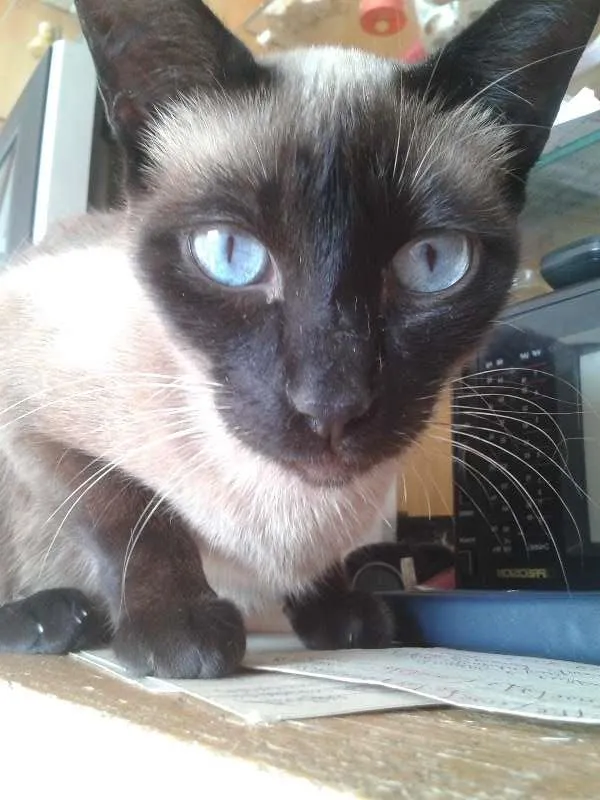 Gato ra a SRD idade 2 anos nome Alicinha