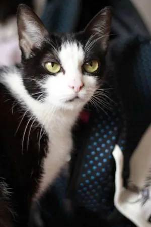 Gato raça SRD idade 2 anos nome Margarida