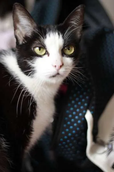 Gato ra a SRD idade 2 anos nome Margarida