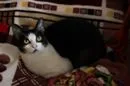 Gato ra a SRD idade 2 anos nome Margarida