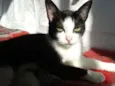 Margarida