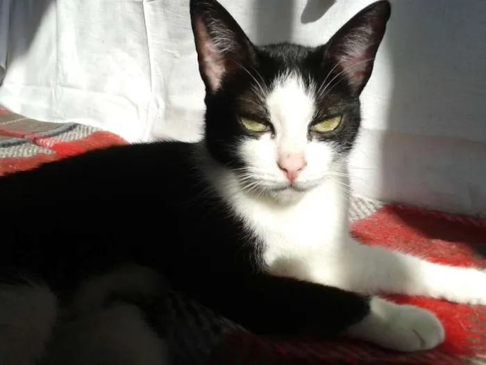 Gato ra a SRD idade 2 anos nome Margarida