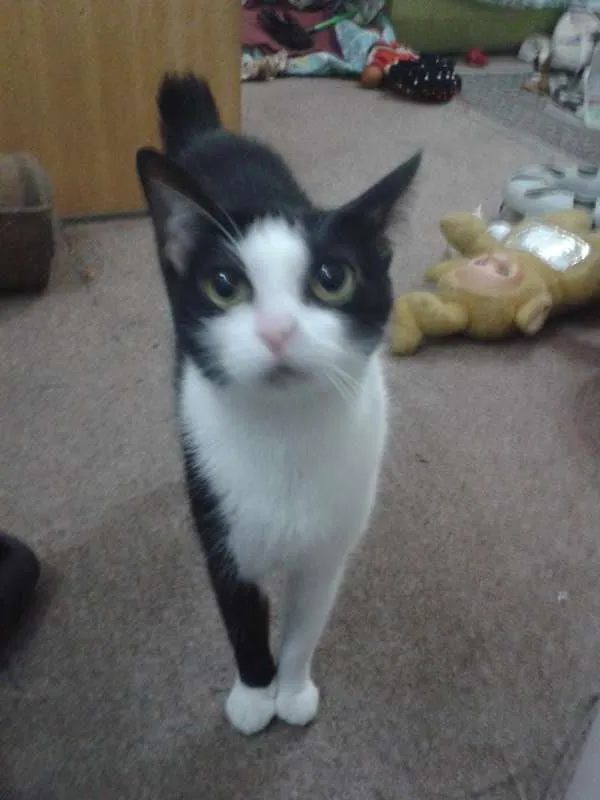 Gato ra a SRD idade 2 anos nome Margarida