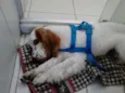 GUTO