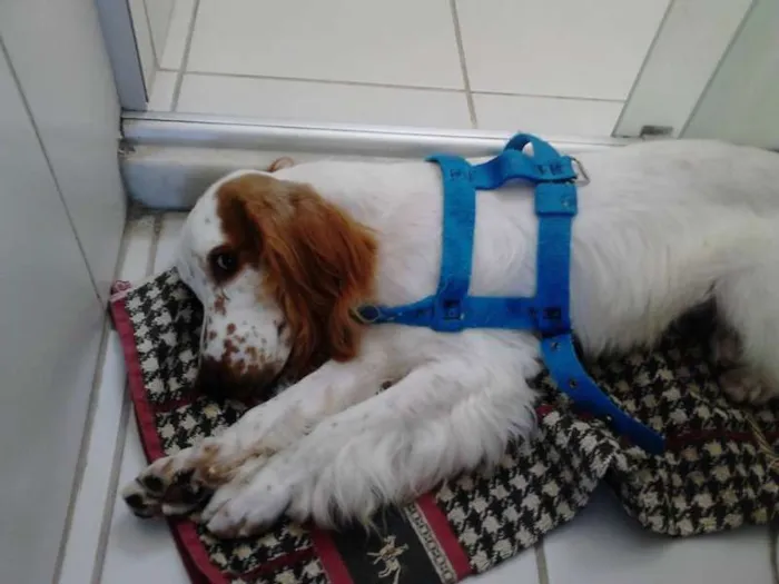 Cachorro raça Cocker idade 7 a 11 meses nome GUTO