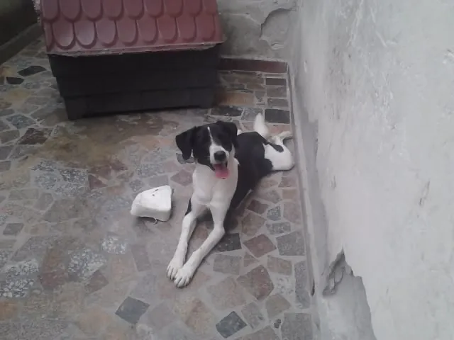 Cachorro ra a Vira lata idade 2 anos nome Lilica