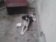 Lilica