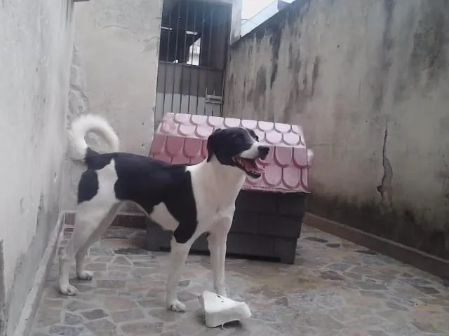 Cachorro ra a Vira lata idade 2 anos nome Lilica
