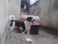 Lilica
