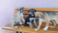 Bia, Bela e Bianca
