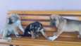 Bia, Bela e Bianca