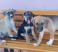 Bia, Bela e Bianca