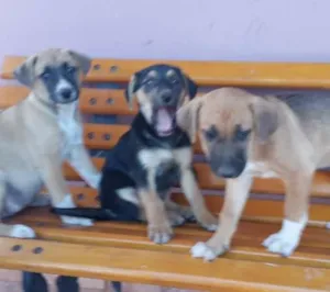 Cachorro raça SRD idade Abaixo de 2 meses nome Bia, Bela e Bianca