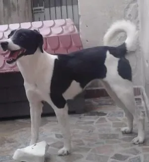 Cachorro raça Vira lata idade 2 anos nome Lilica