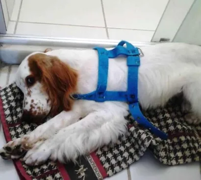 Cachorro raça Cocker idade 7 a 11 meses nome GUTO