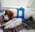 GUTO