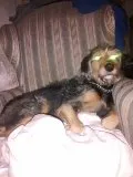 Cachorro raça SRD idade 2 anos nome Zé 