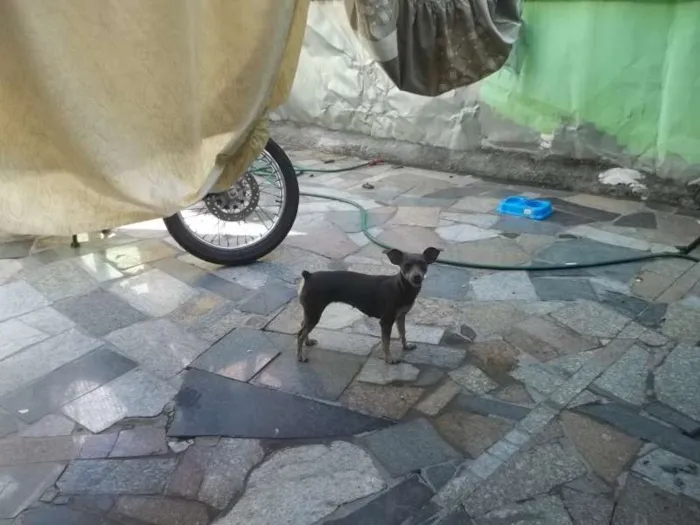 Cachorro raça Pinscher idade 3 anos nome milli