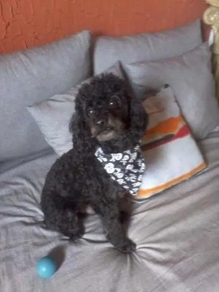 Cachorro ra a POODLE idade 3 anos nome ZEUS